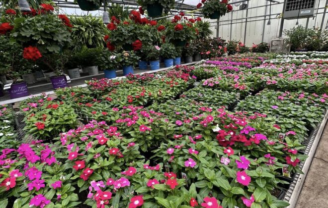 Garden Center 2 Hanging Baskets Vaughans