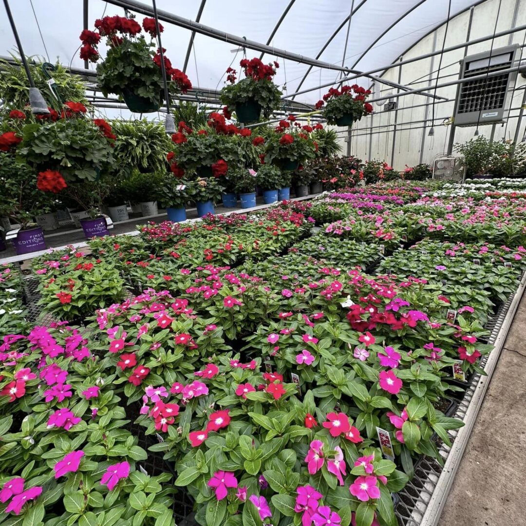 Garden Center 2 Hanging Baskets Vaughans