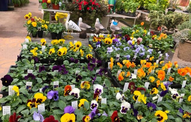 Florist Hanging Baskets Vaughans