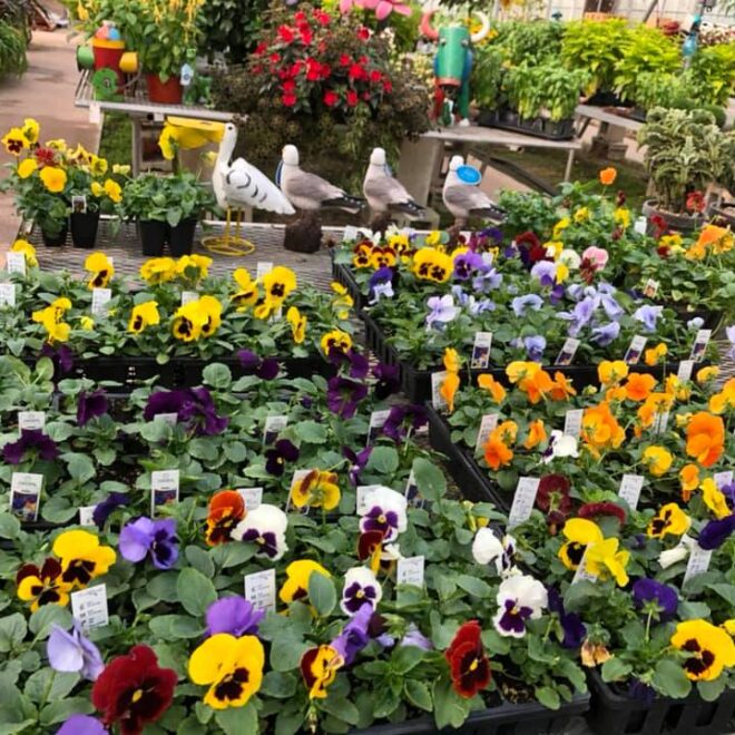 Florist Hanging Baskets Vaughans