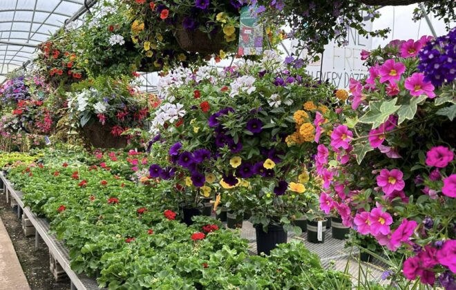 Garden Center Hanging Baskets Vaughans