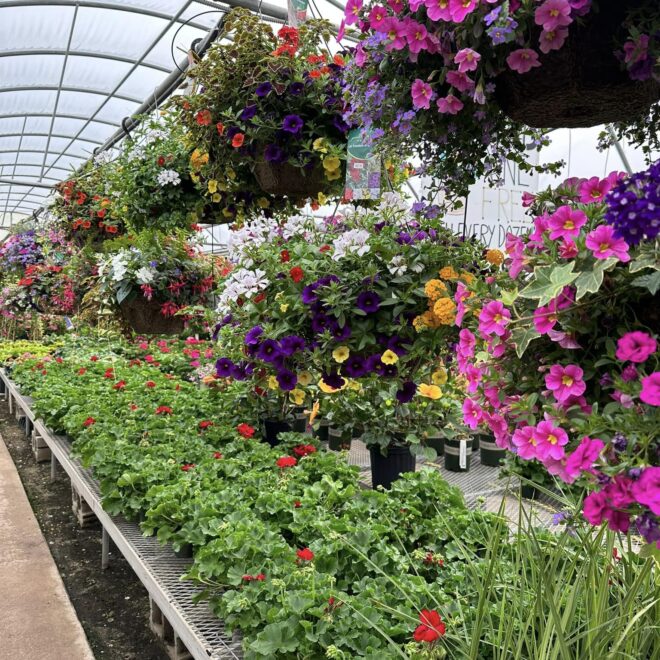 Garden Center Hanging Baskets Vaughans