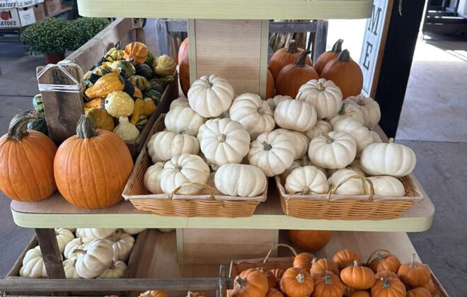 Pumpkin Vaughans
