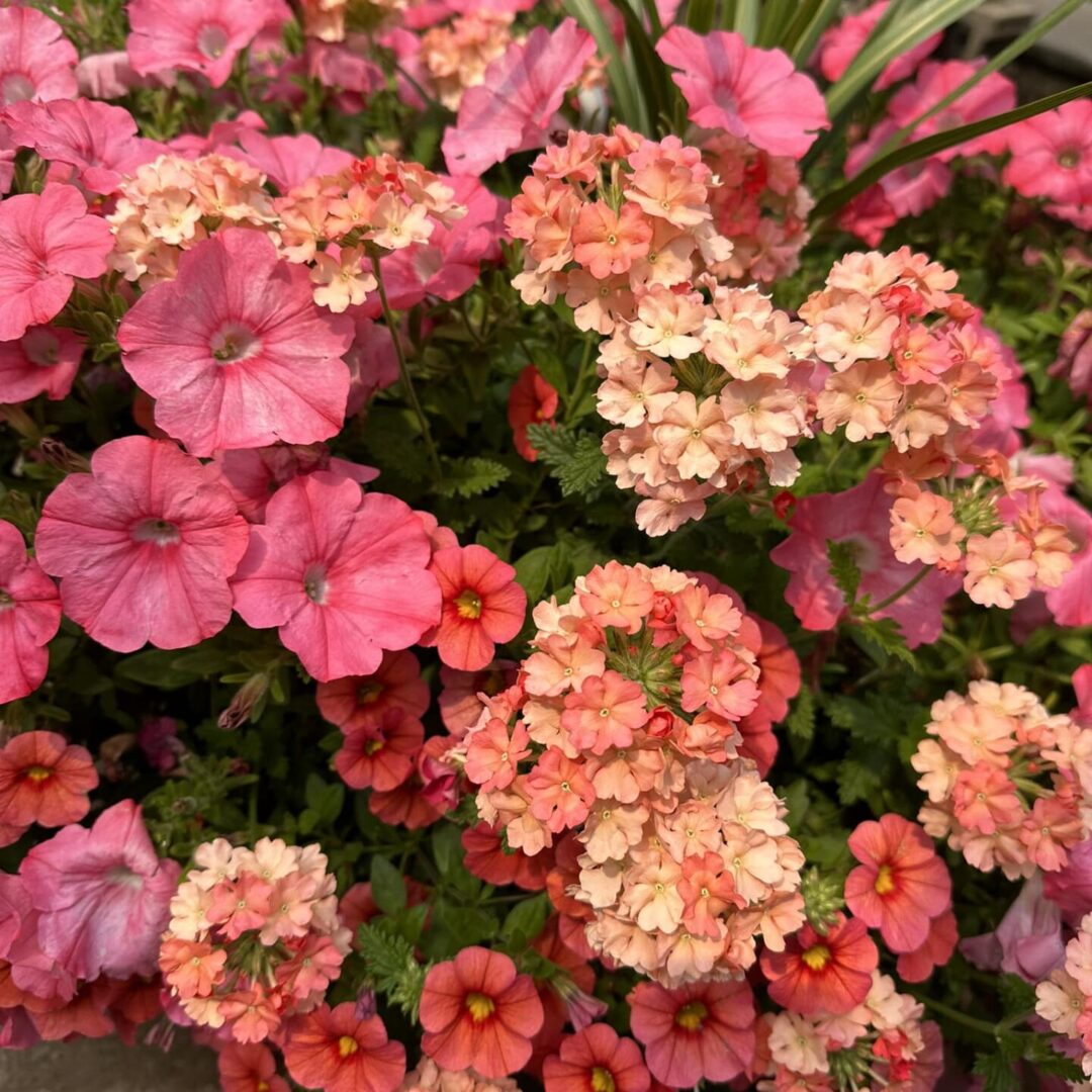 Flower Annuals Vaughans