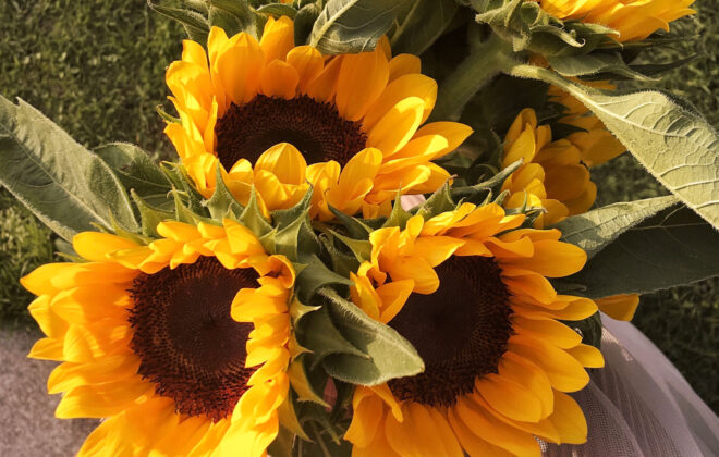 sunflower