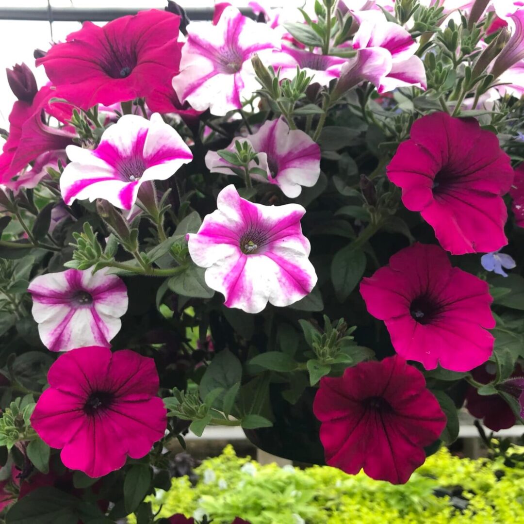 Flower 3