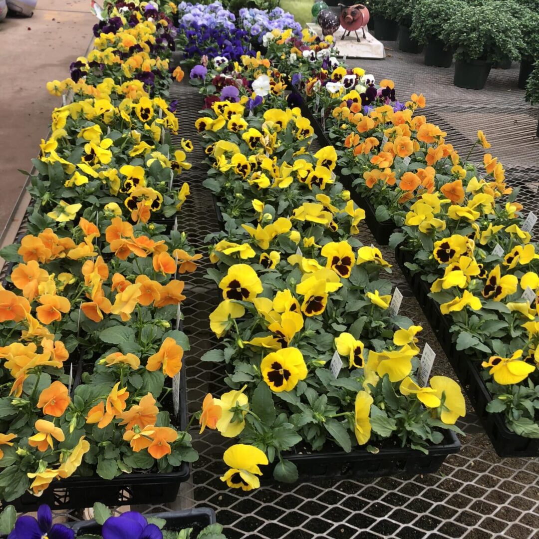 Flower Bed 2