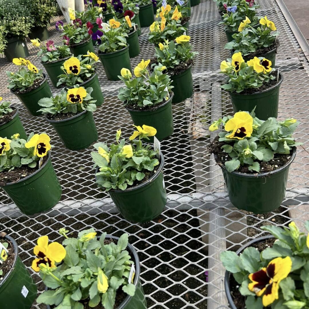 Potted Plants