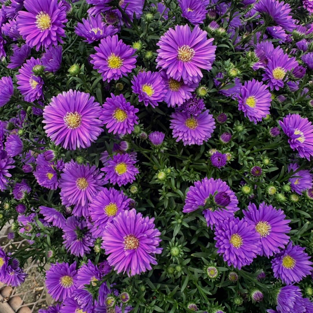 Aster Aster
