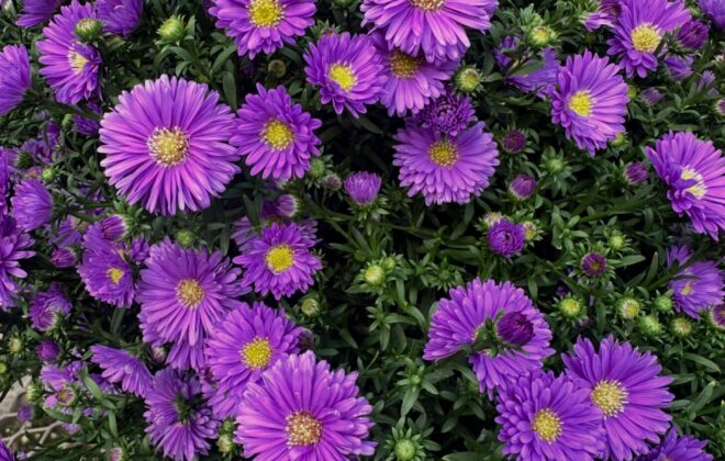Aster