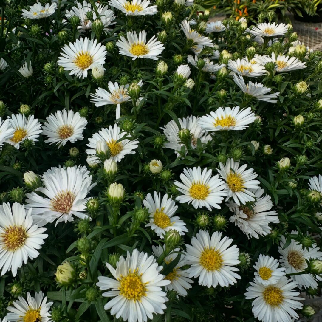 Aster white Aster white