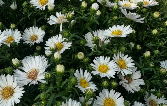 Aster white