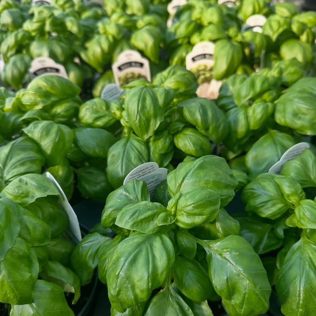 Basil Basil