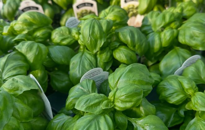 Basil