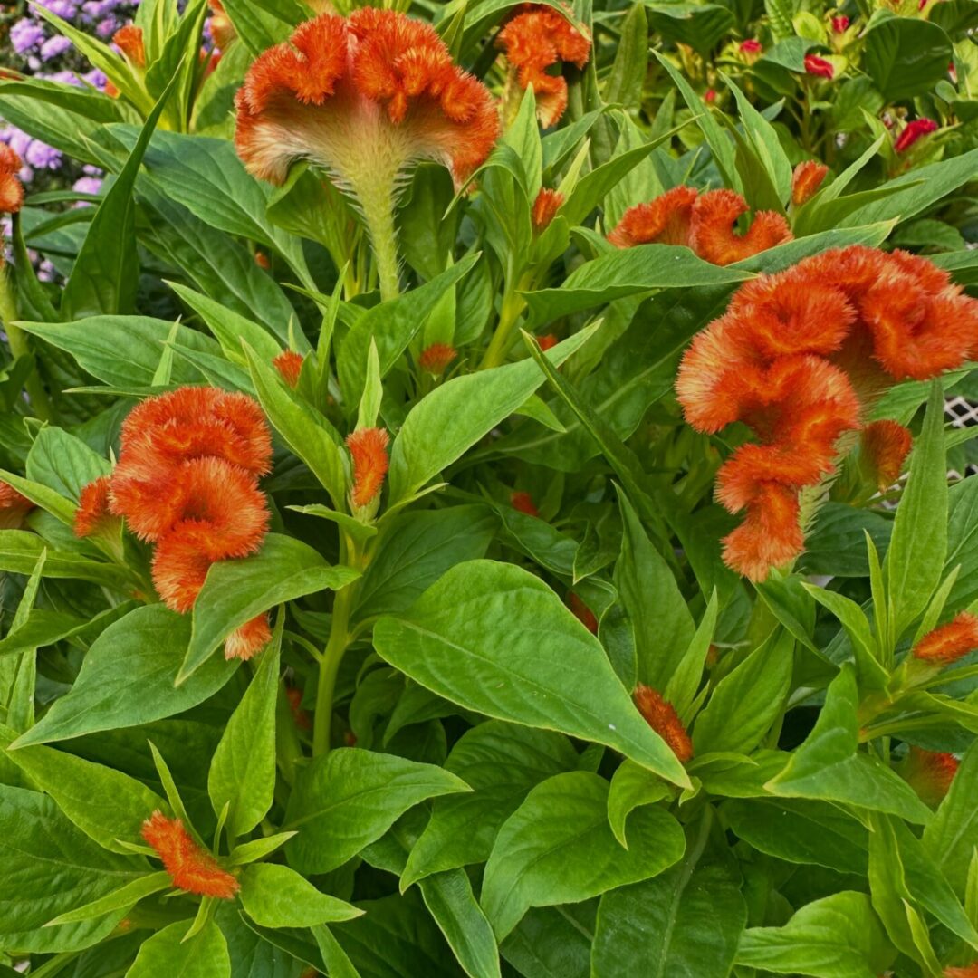 Twisted Orange Celosia Twisted Orange Celosia