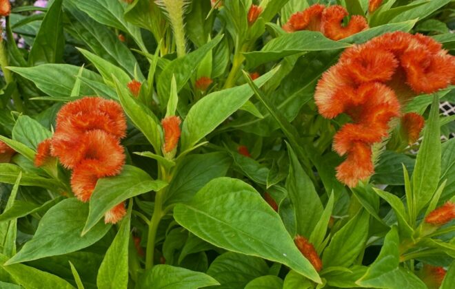 Twisted Orange Celosia