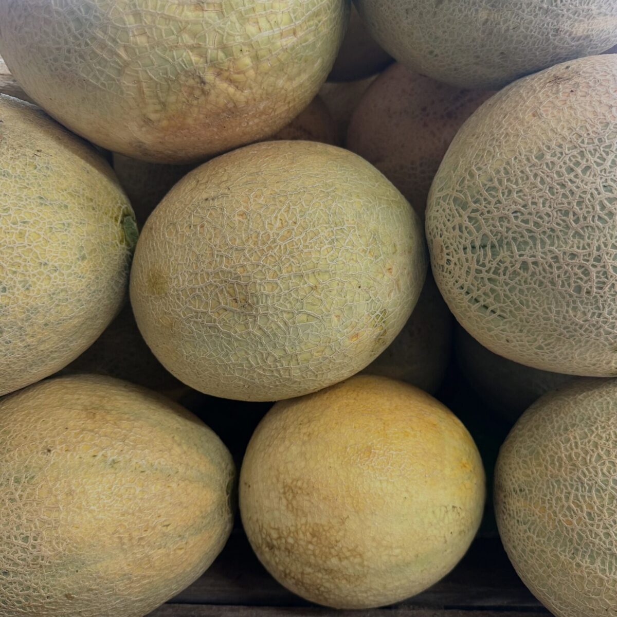 cantaloupe cantaloupe
