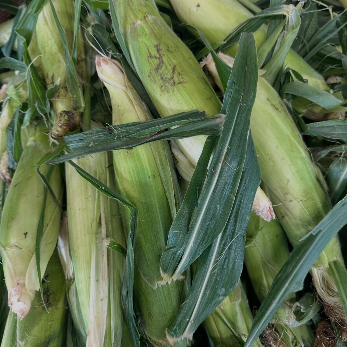 corn corn
