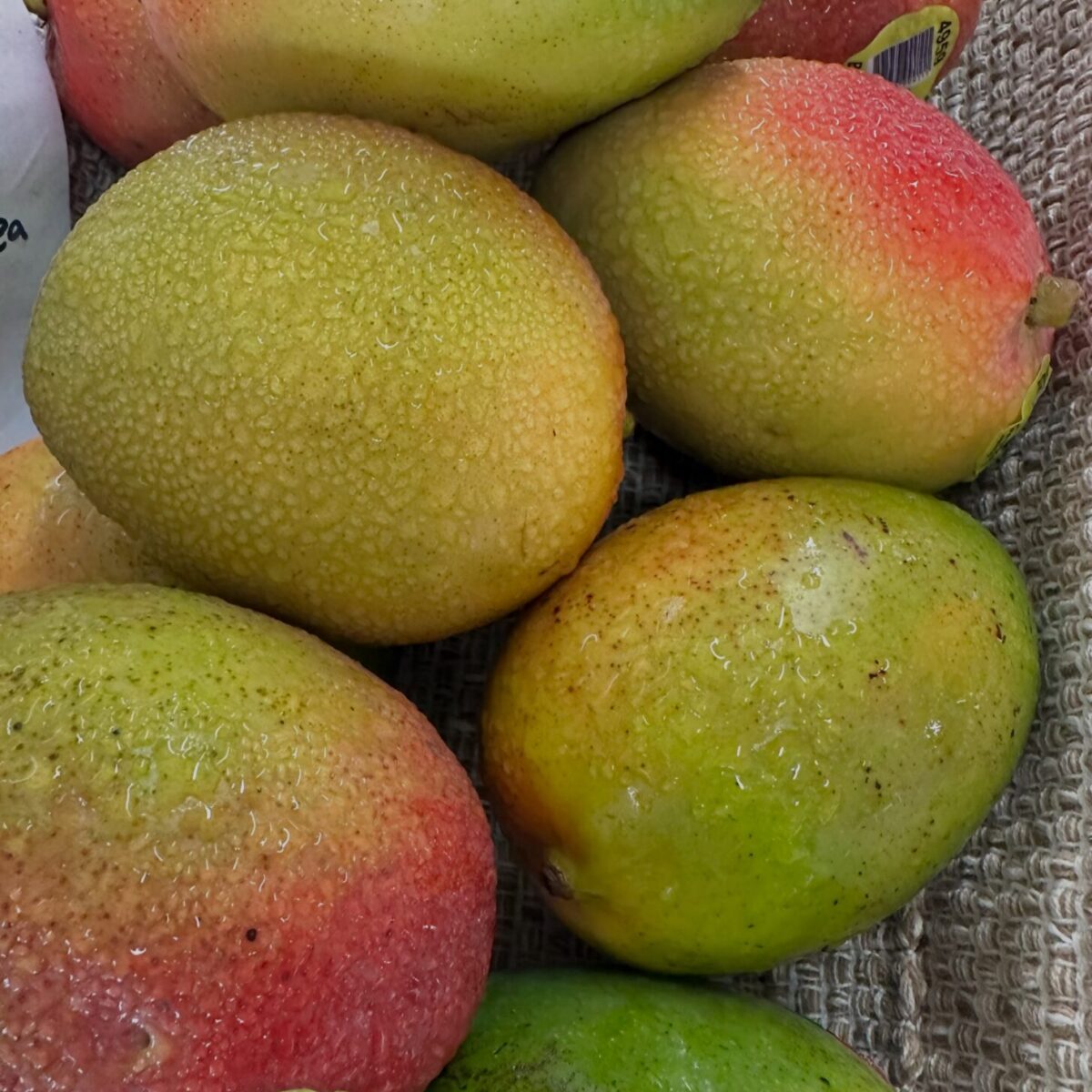 mango mango