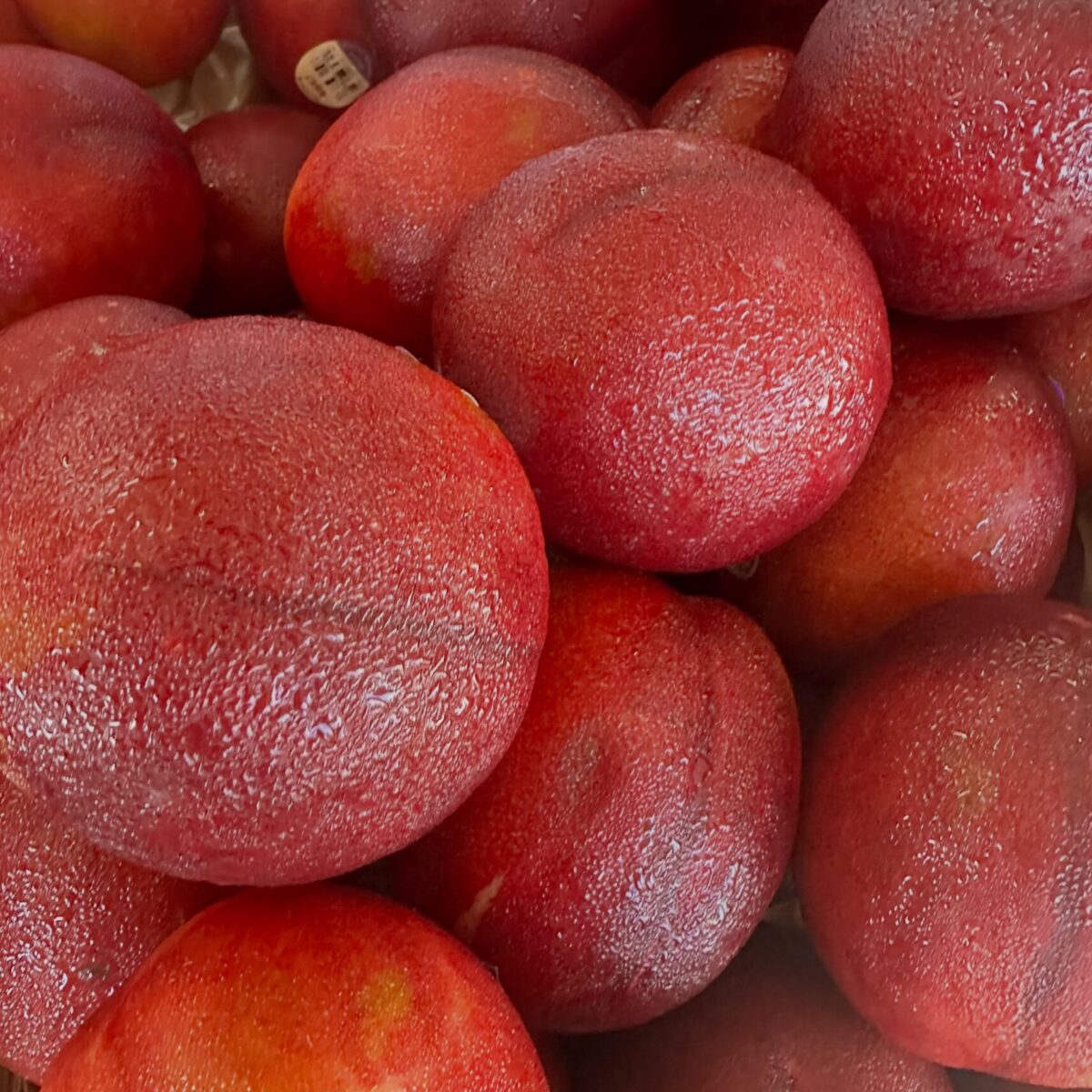 nectarine nectarine